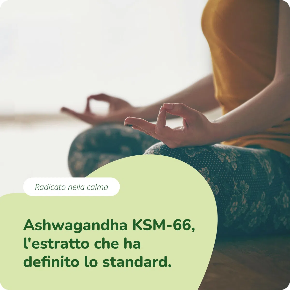 Ashwagandha KSM-66 Pura BIO | 600 mg per dose giornaliera | Alto Dosaggio di Withania Somnifera con 5% di Withanolidi | 180 capsule: 3 Mesi | Vegan e Senza Additivi | Vegavero
